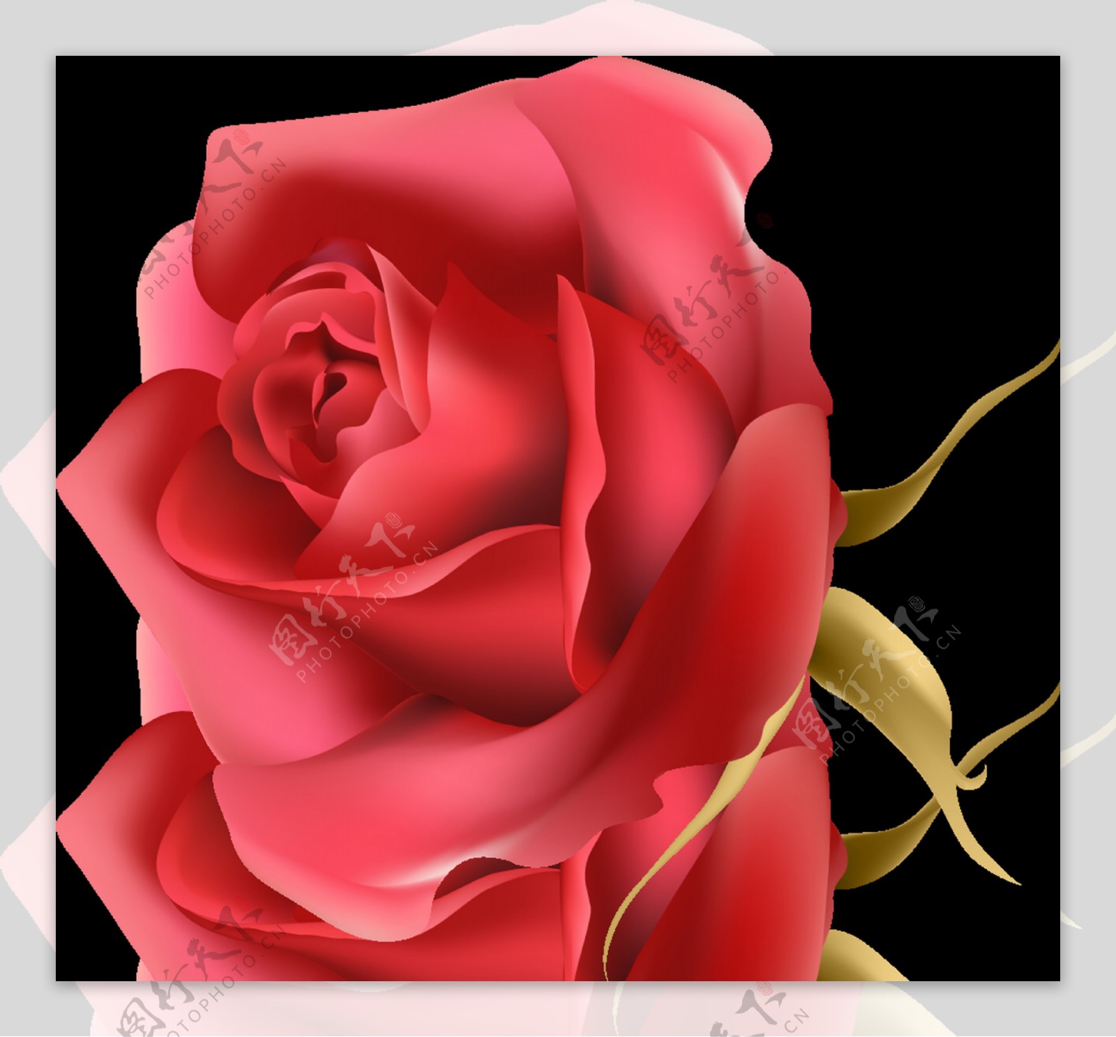 金红玫瑰透明装饰素材