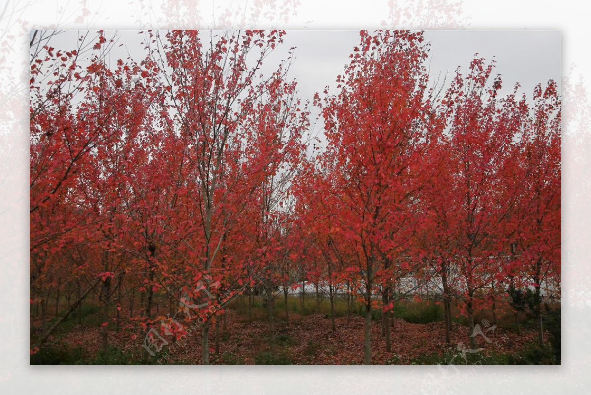 红色枫树叶