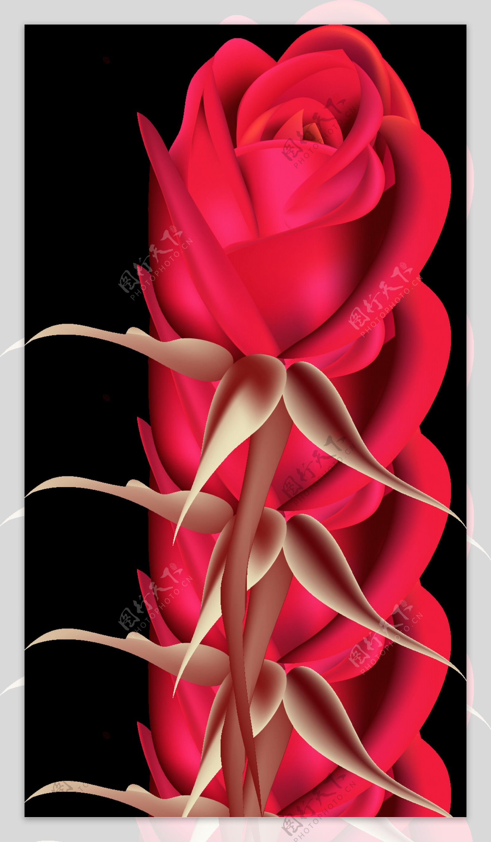 玫红玫瑰透明装饰素材