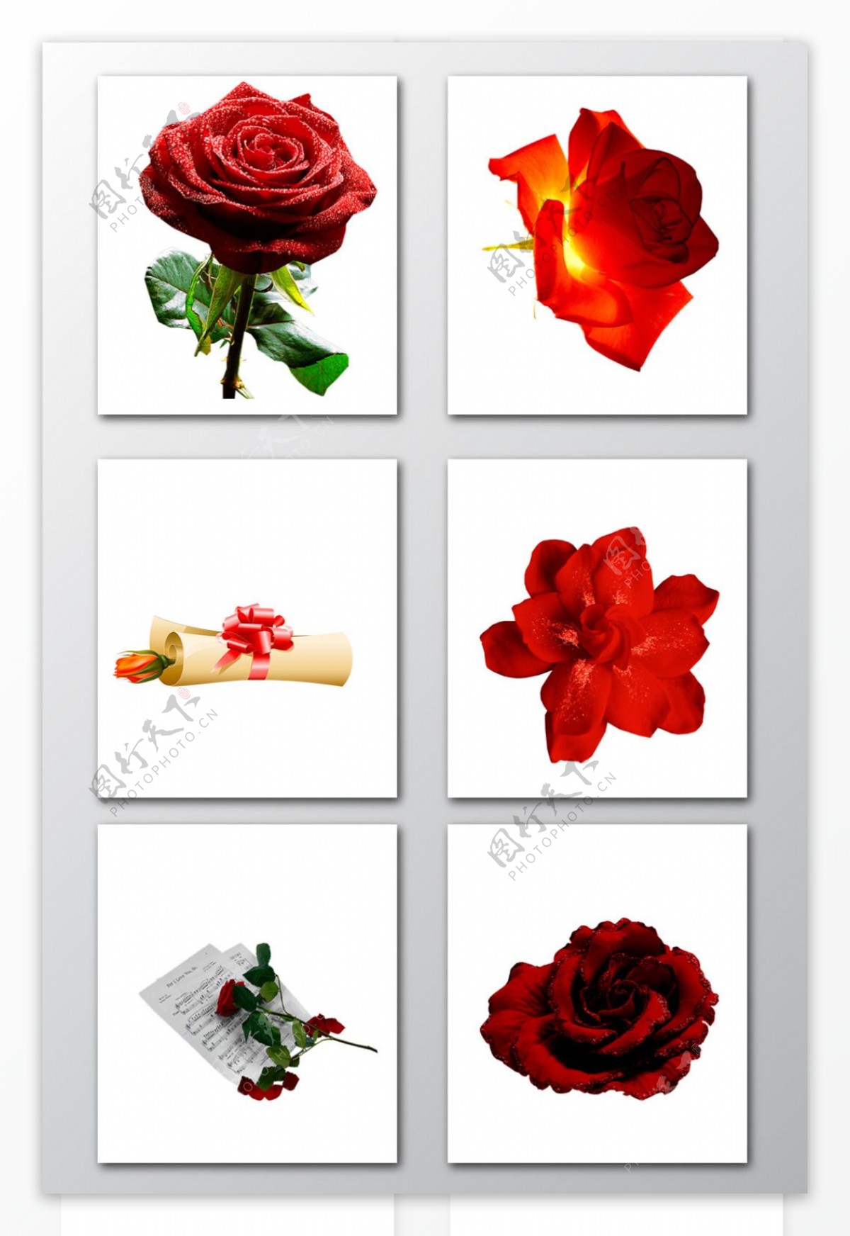 真实玫瑰花朵海报婚礼装饰PNG素材