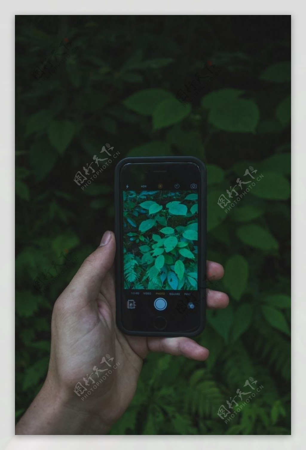 手机拍摄绿叶