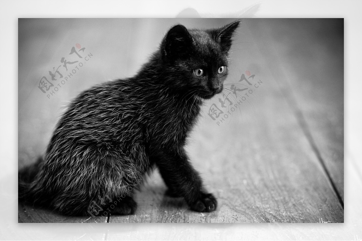 小黑猫咪