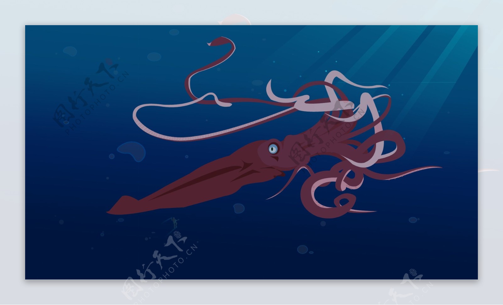 可怕的红色恶魔，生活在千米海底的洪堡乌贼，超过千只协同捕猎 - 哔哩哔哩