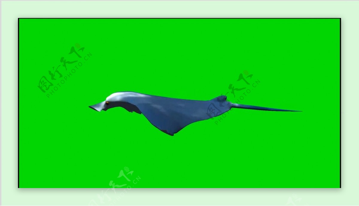 海底动物绿屏抠像视频素材