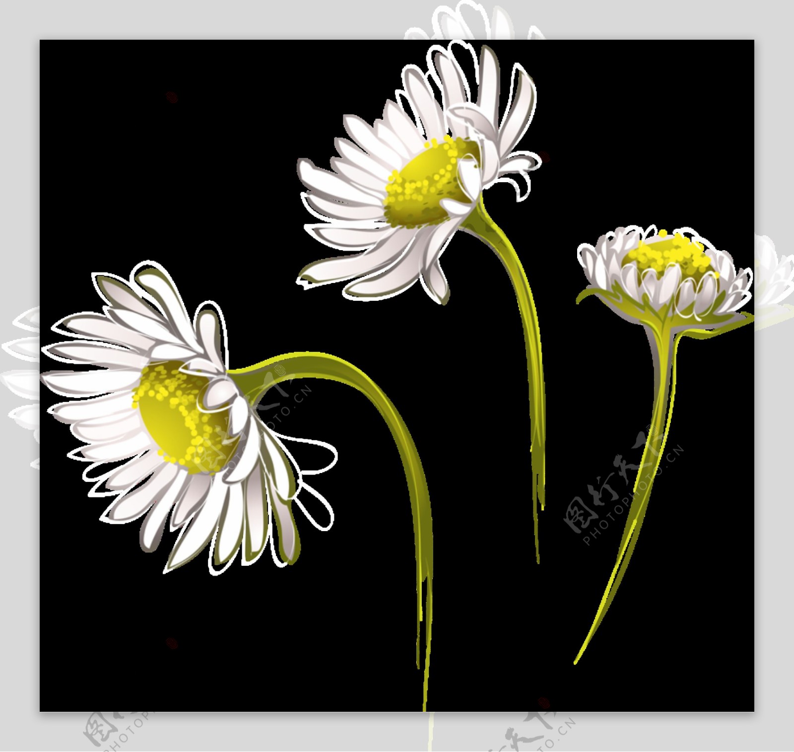 清新淡白色手绘菊花装饰元素