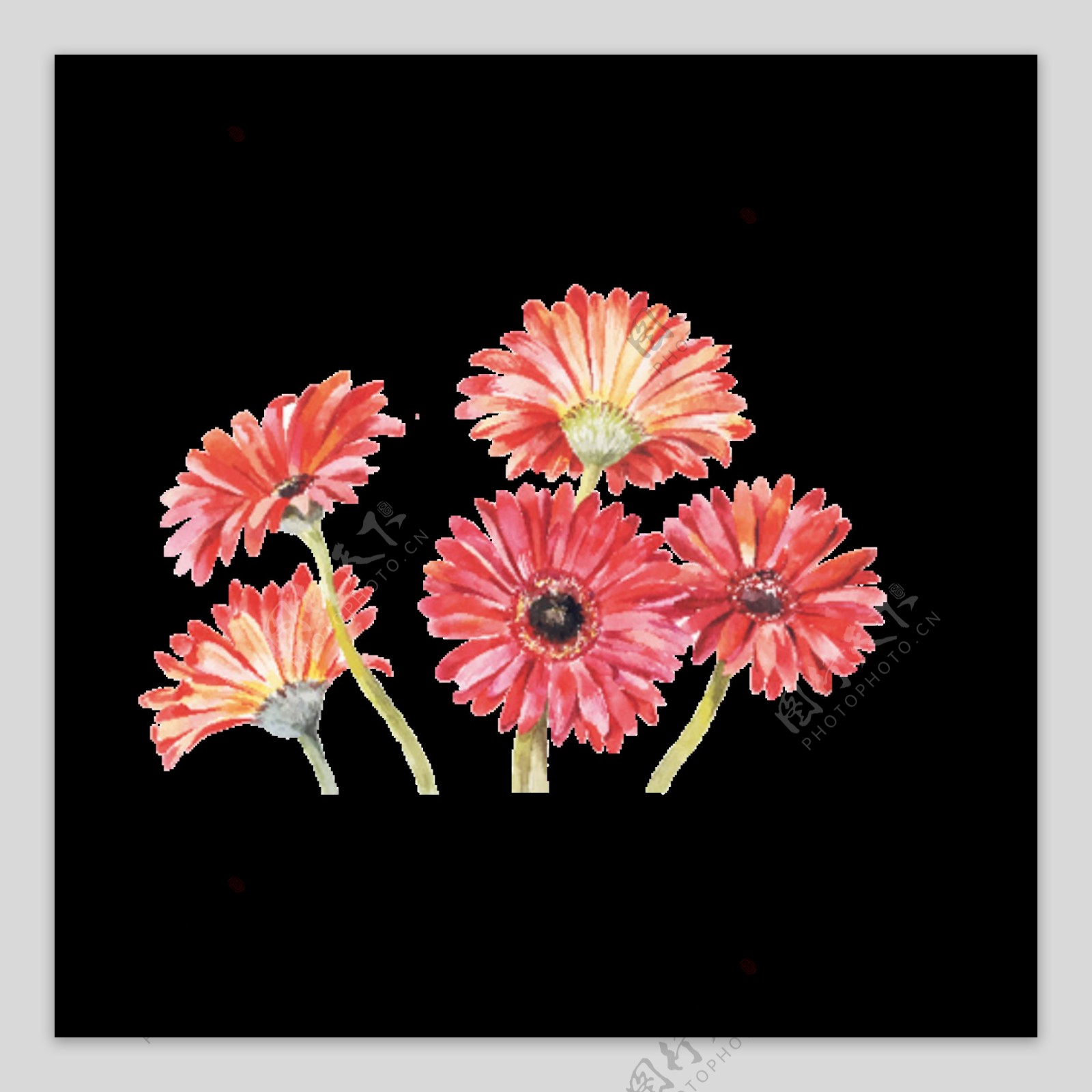 深粉色清新手绘菊花装饰元素