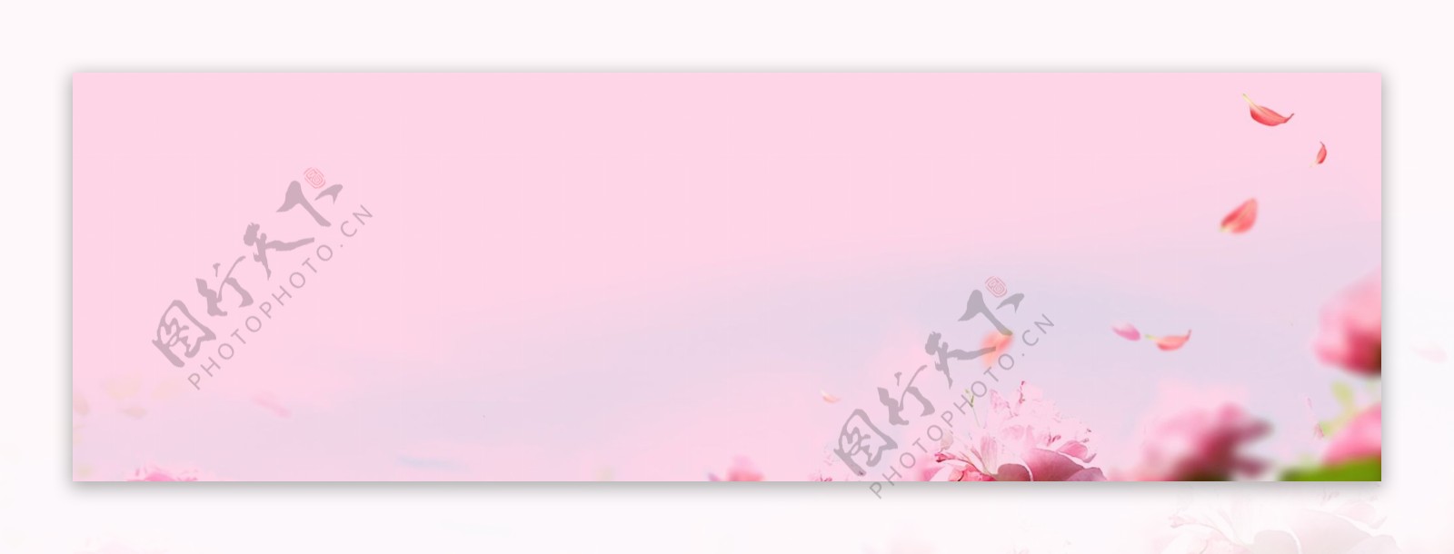 粉色玫瑰简约大气banner背景
