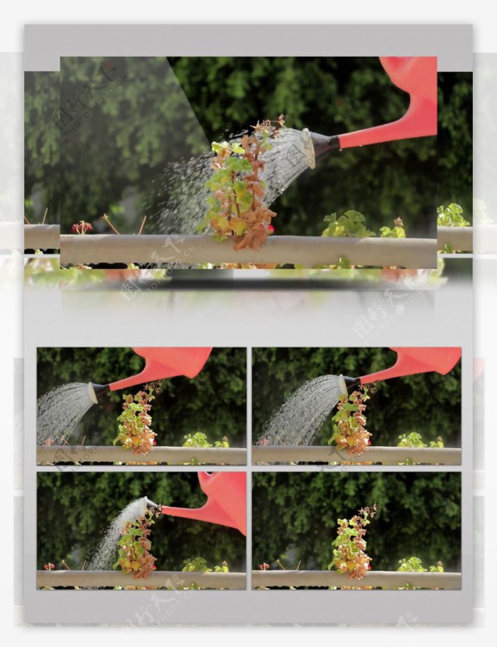 绿色植物浇水养花视频实拍