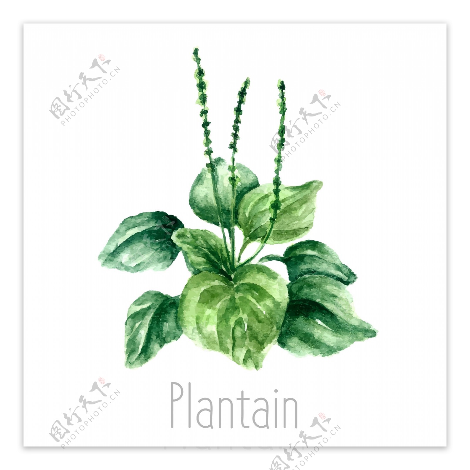 水彩绘绿色植物插画