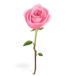 粉色玫瑰花束图案