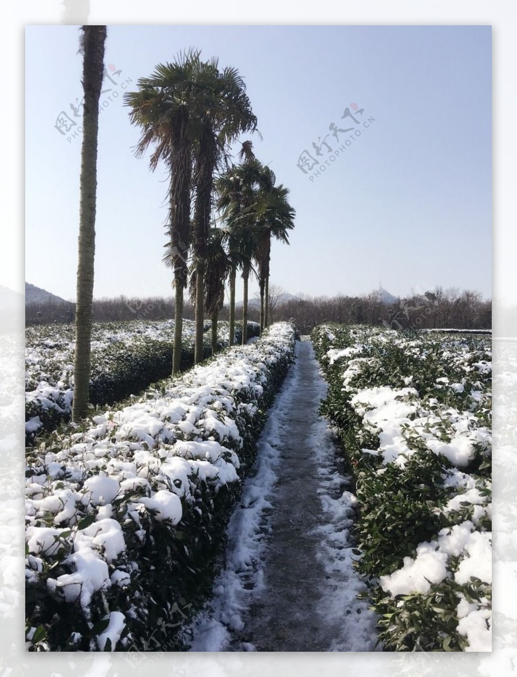 西湖雪景