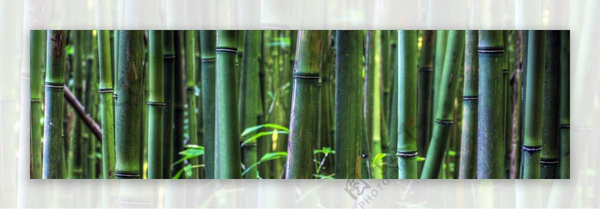 竹林绿竹
