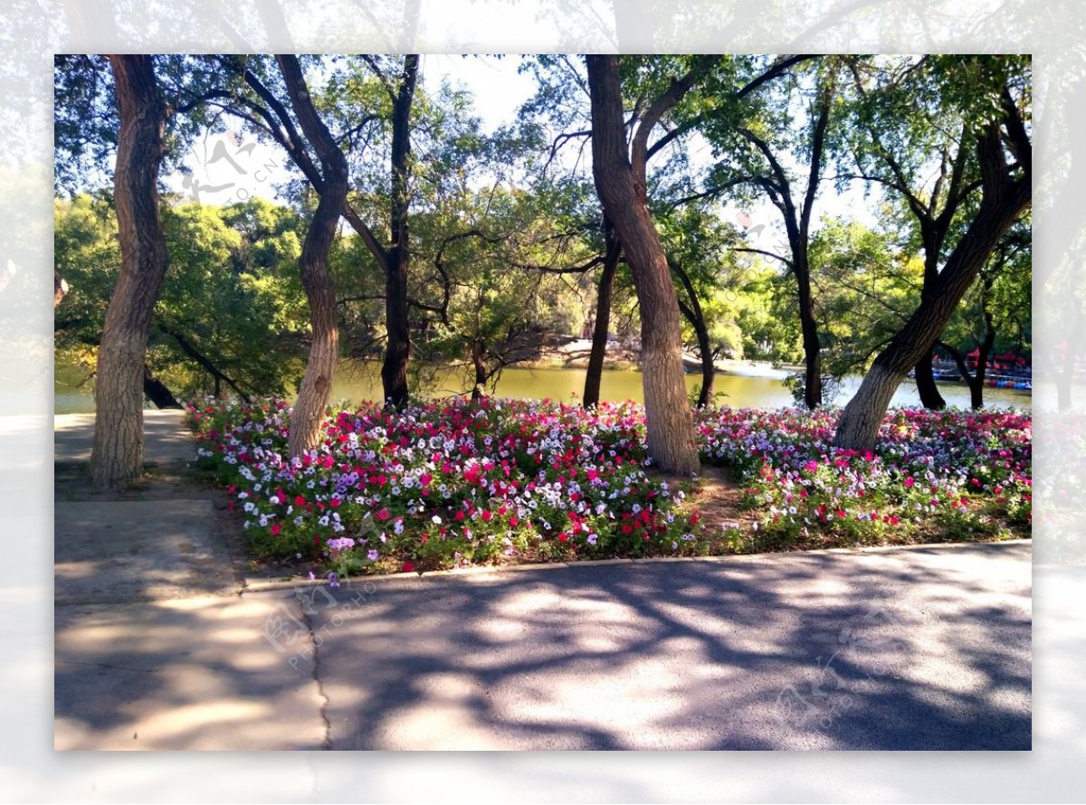 龙沙公园树和花