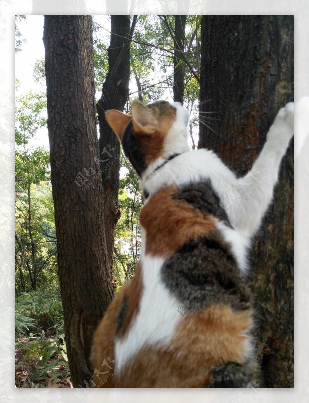 Free Images : tree, branch, wildlife, kitten, fauna, climb, tiger ...