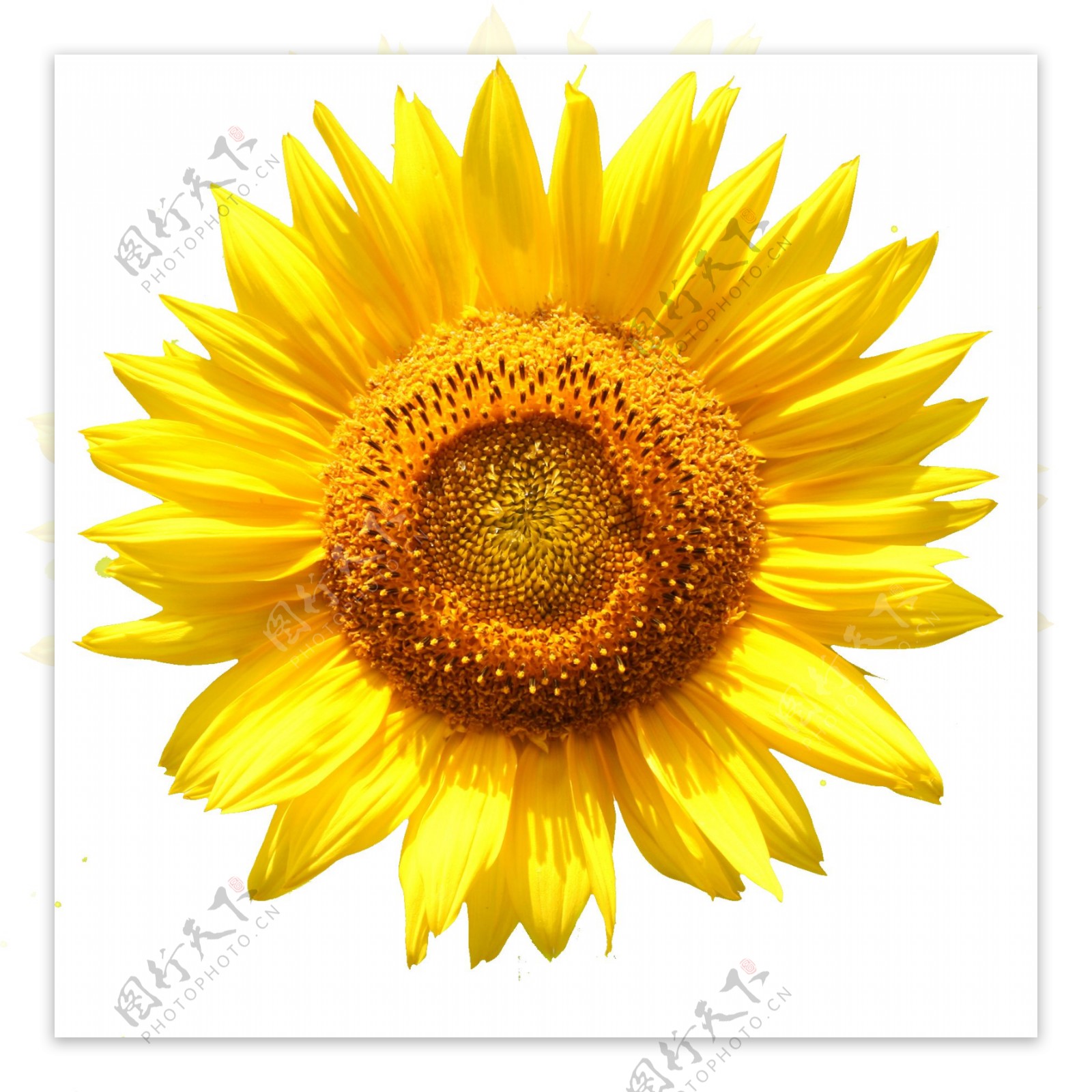 黄色太阳花向日葵鲜花免扣PNG花朵素材1