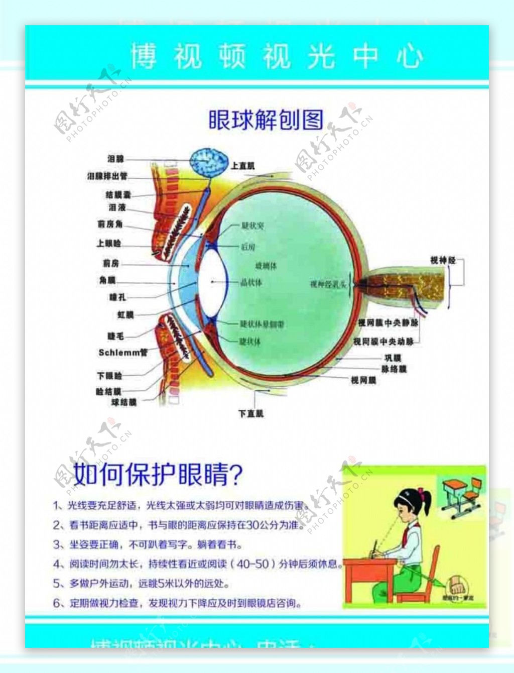 眼球解剖