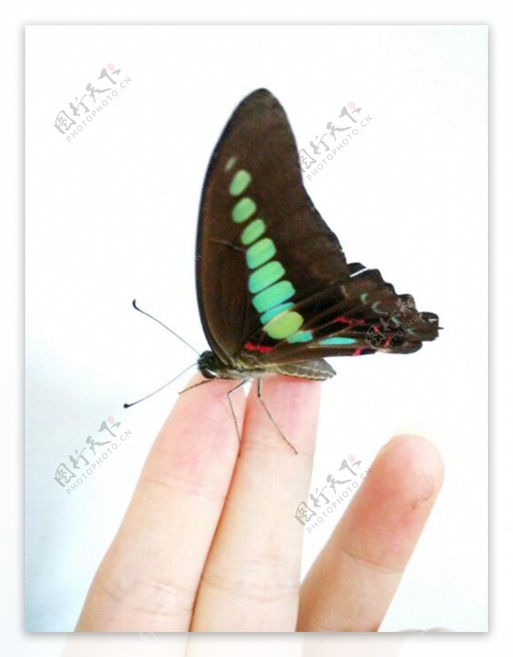 指尖上的蝴蝶