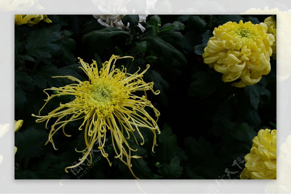 雨后秋菊