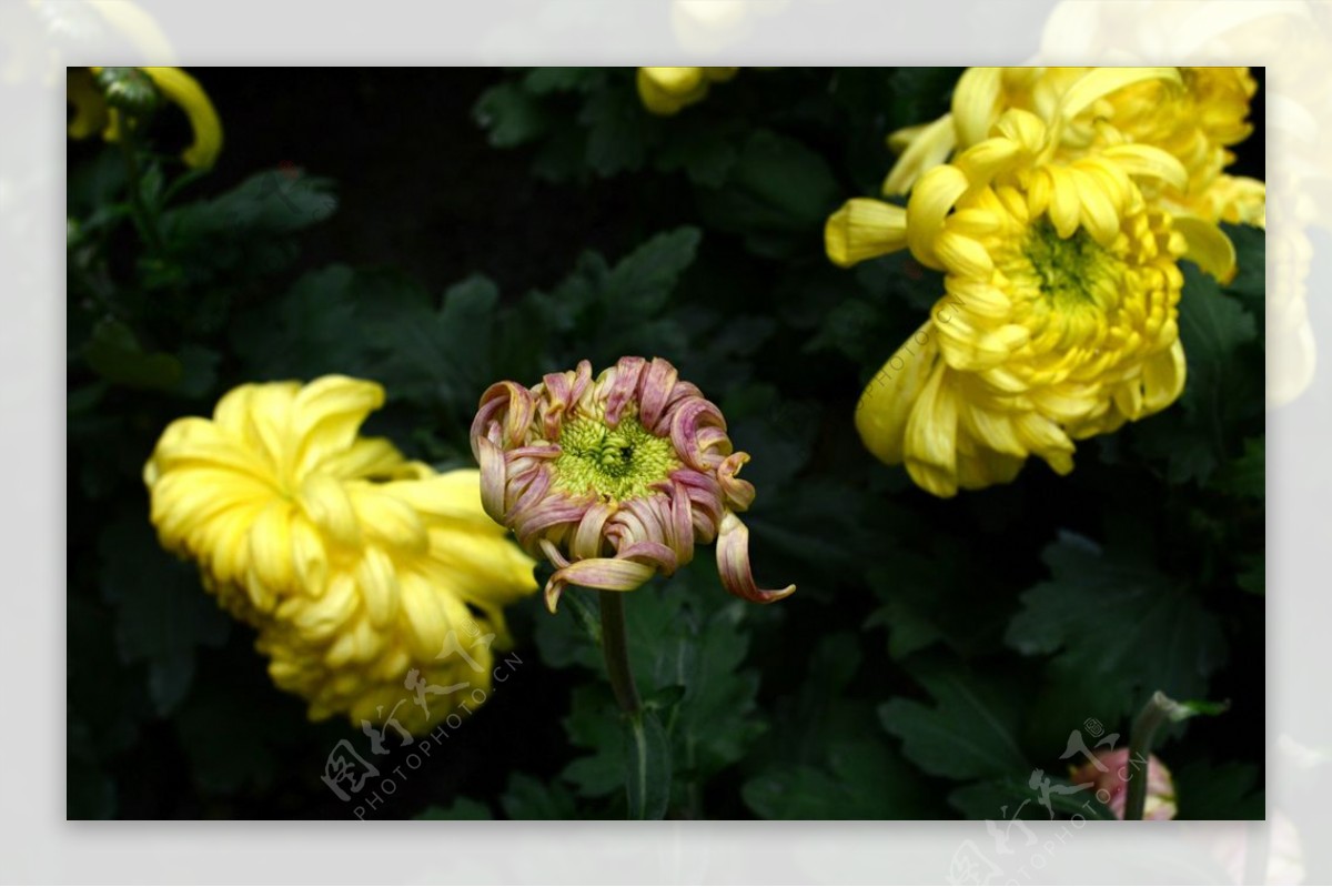 雨后秋菊