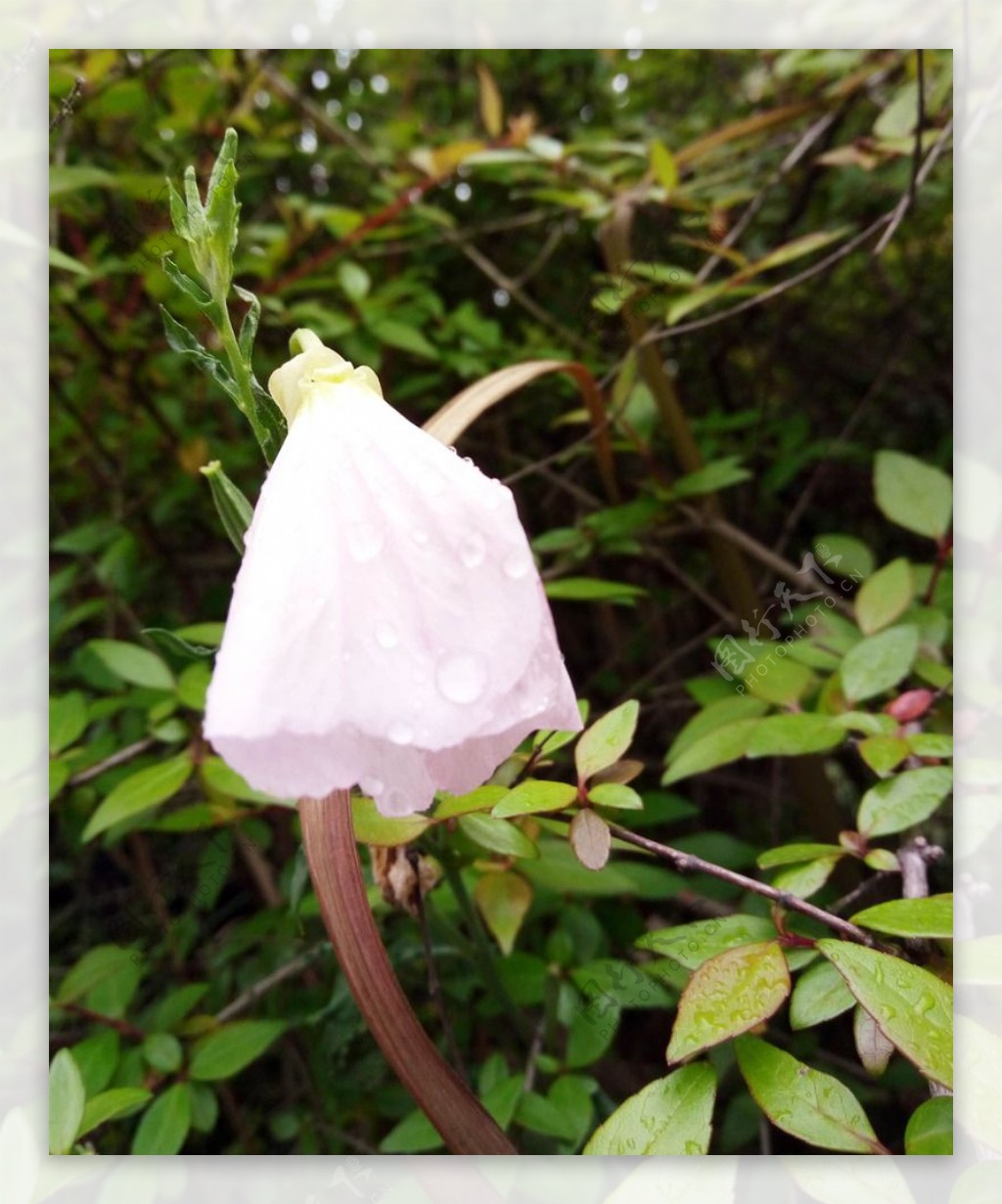 雨天打碗碗花