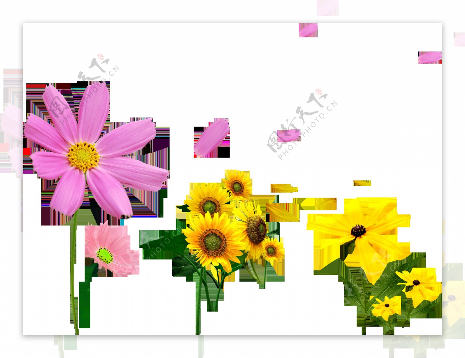 各种颜色的菊花花束透明素材