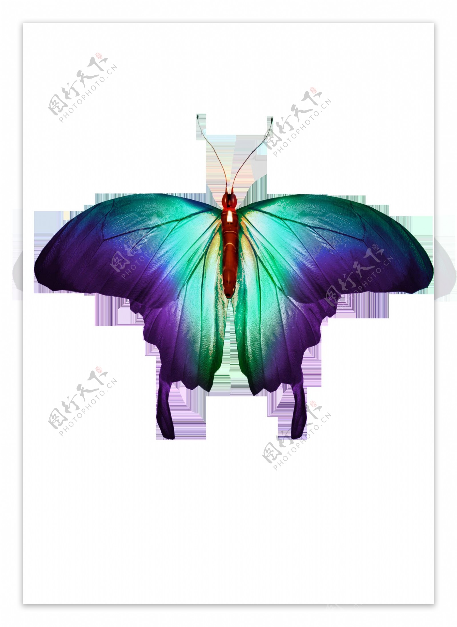 一只美丽的蝴蝶透明素材