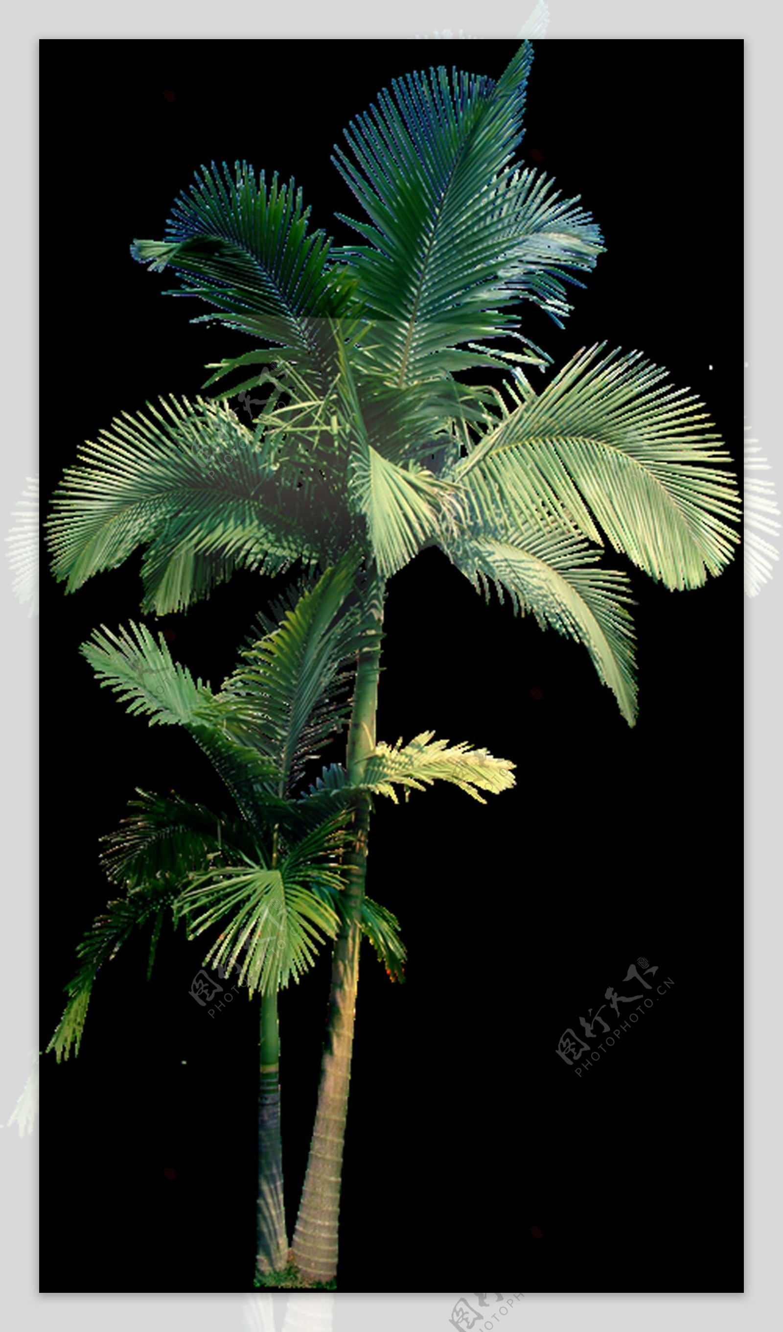 两棵高低大小的椰树透明植物素材