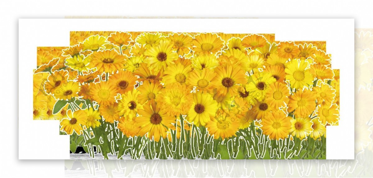 手绘水彩菊花花堆透明装饰素材