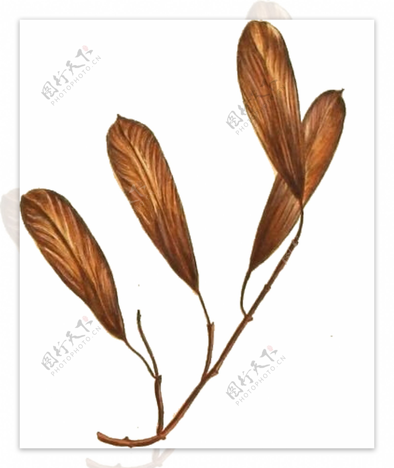 手绘四片树叶的树枝透明植物素材