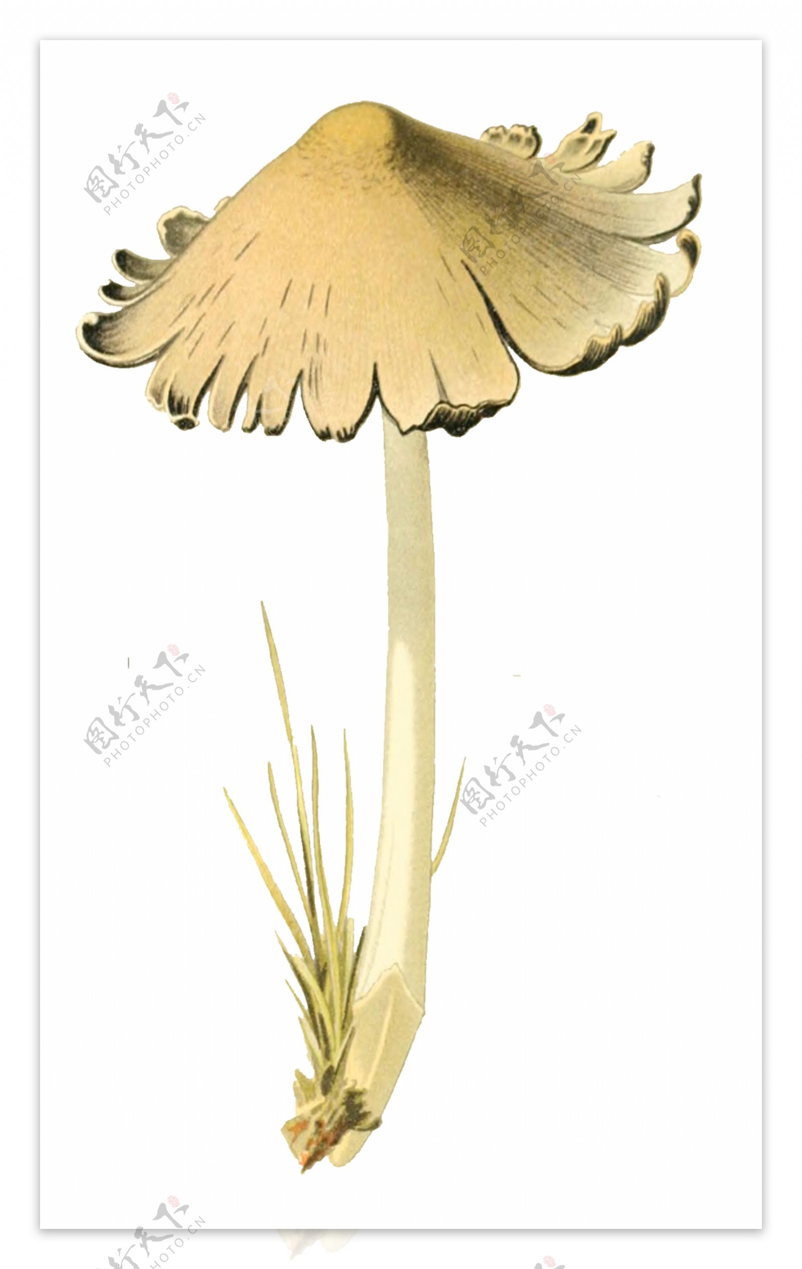 卡通手绘白色野蘑菇透明装饰素材