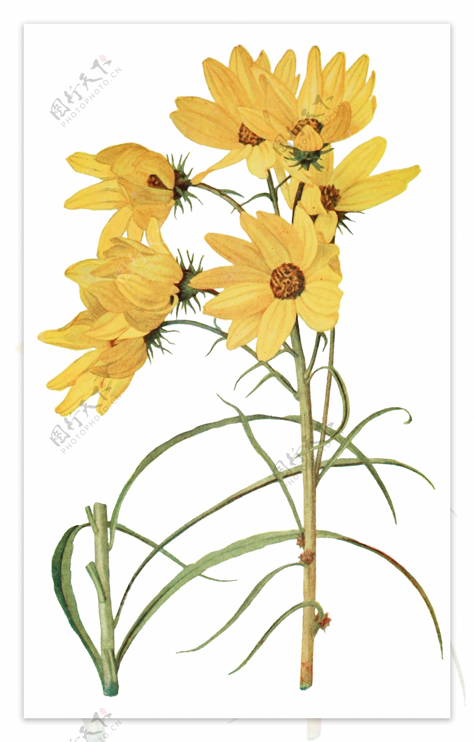 手绘清雅黄色花朵透明装饰素材