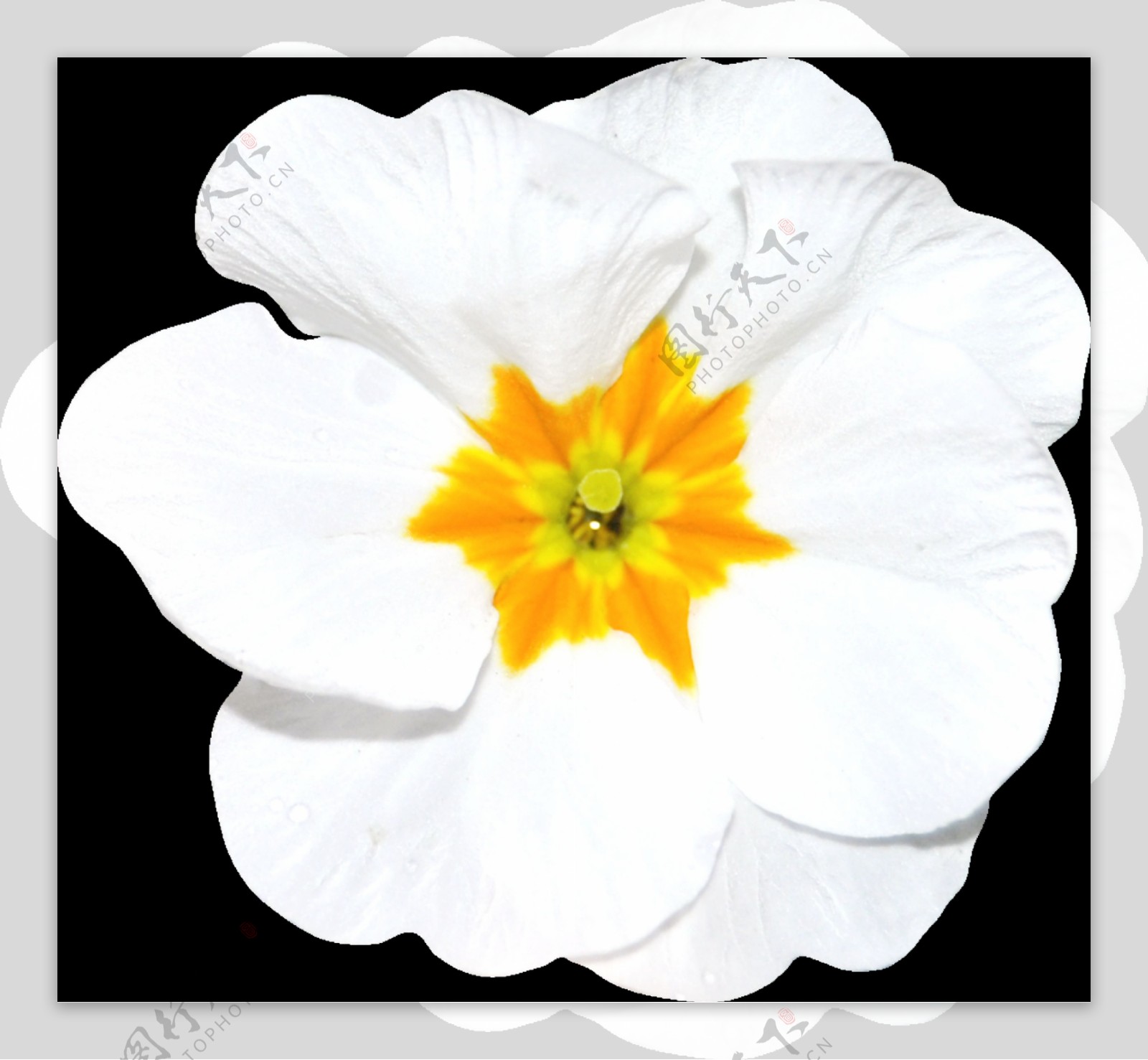 手绘一朵白色鲜花png透明素材