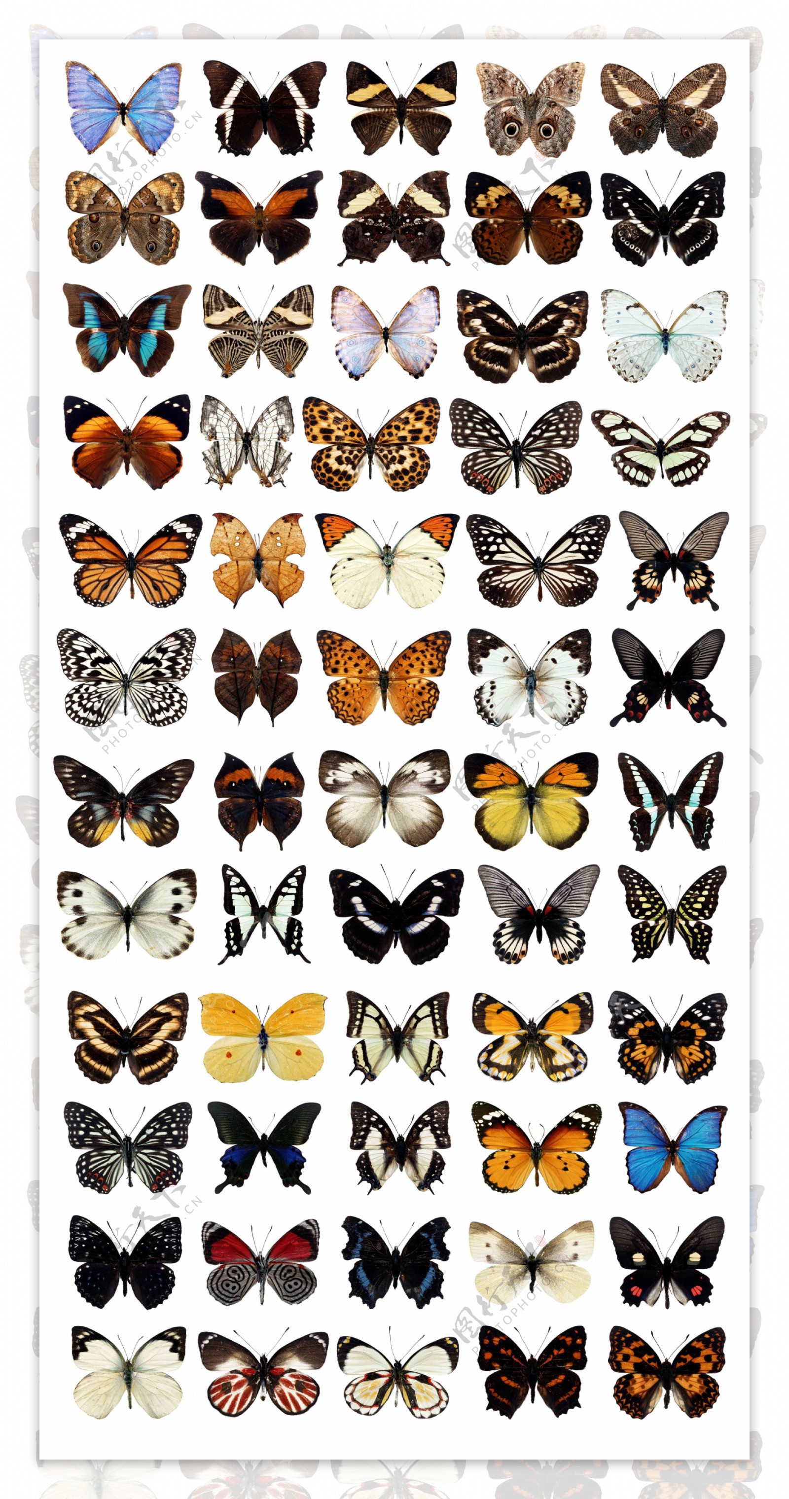 蝴蝶标本素材合集