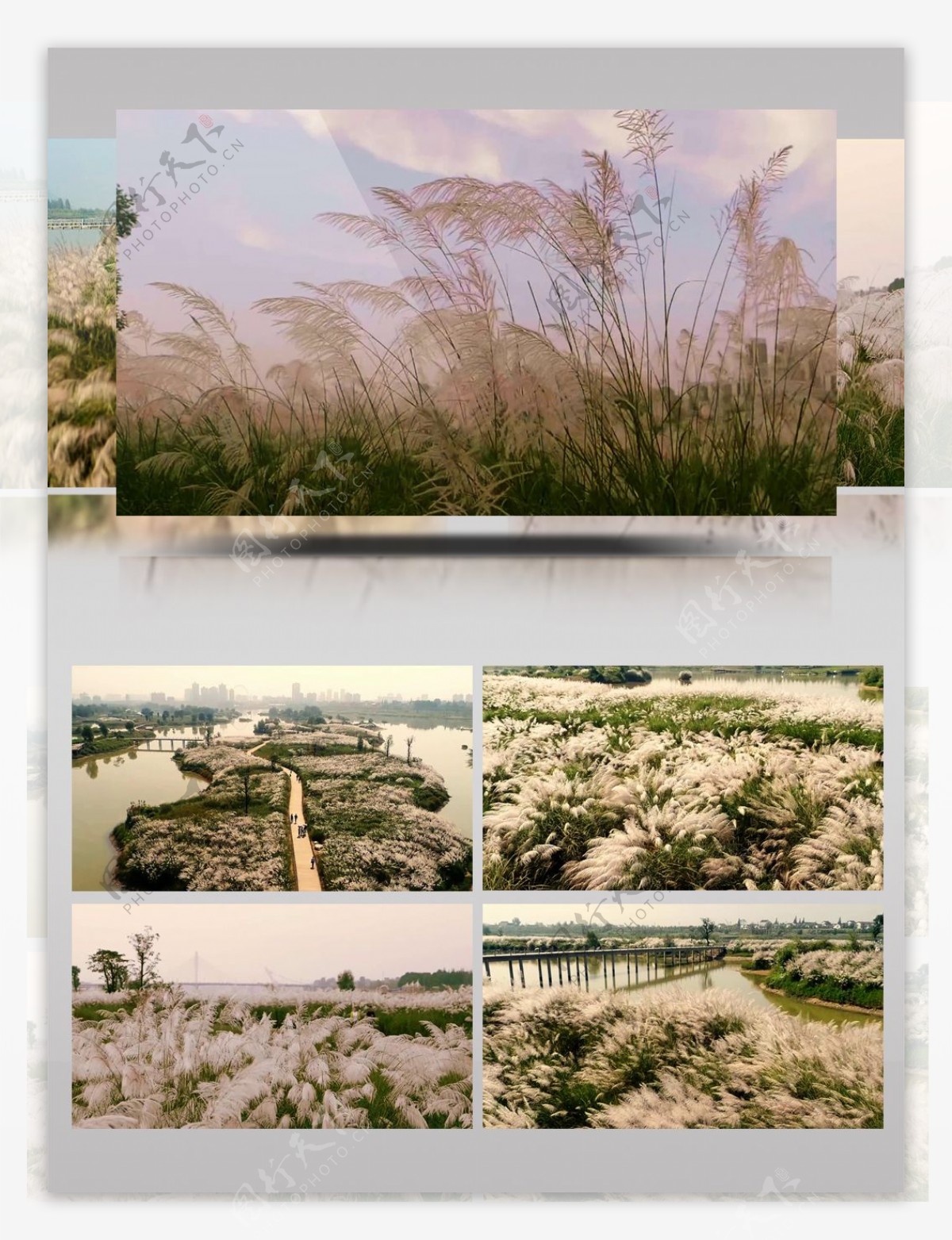 汉江湿地公园芦苇花开