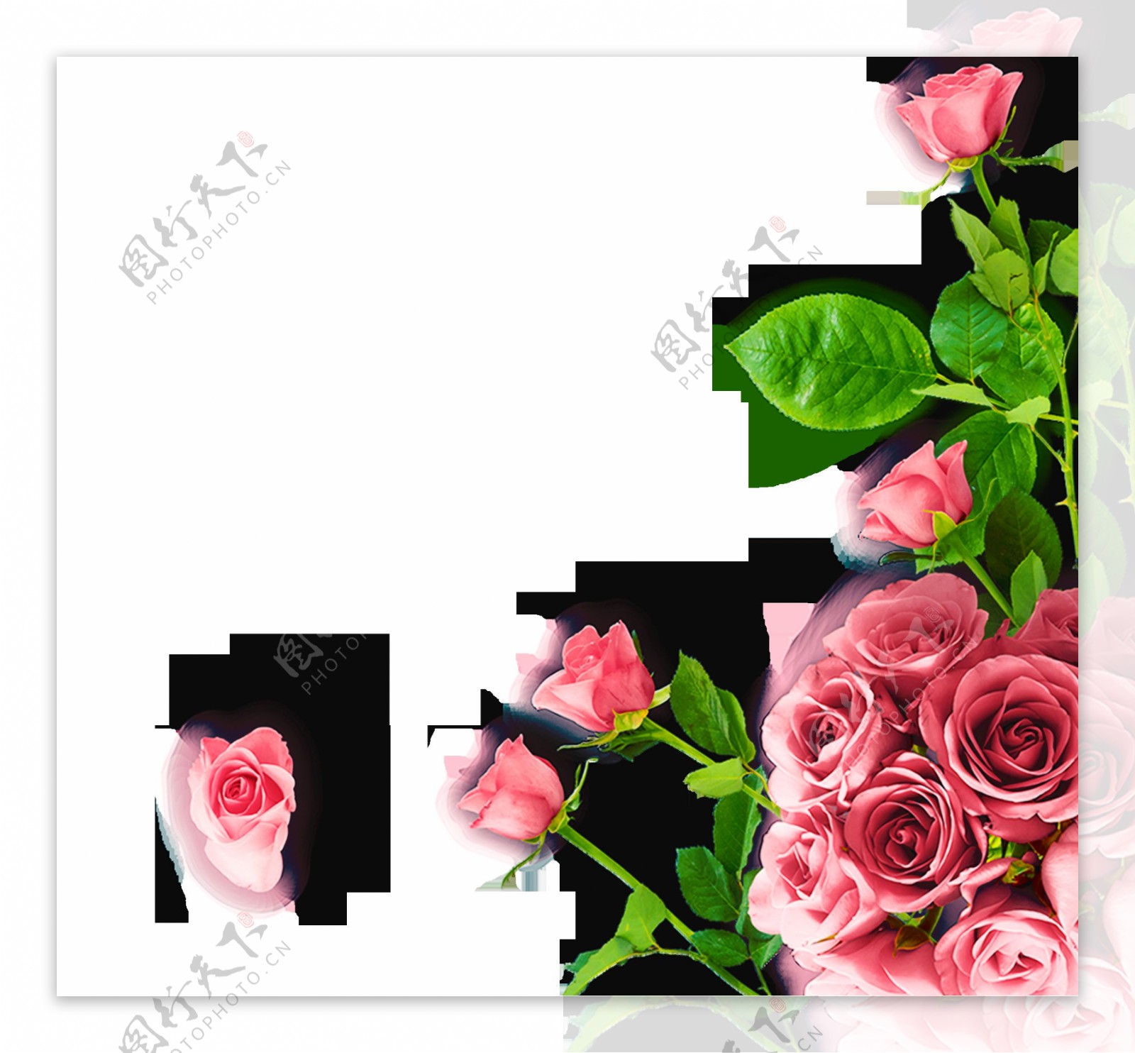 粉色玫瑰花装饰素材