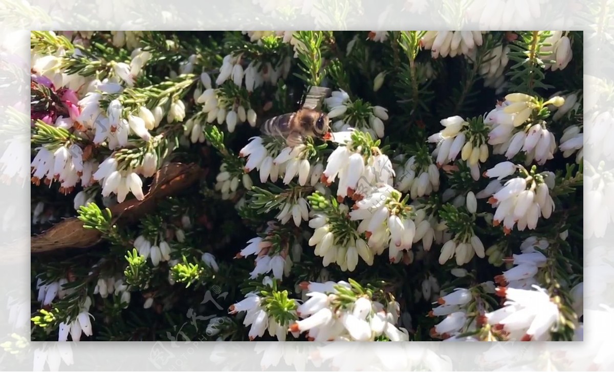 蜜蜂在花丛中视频素材