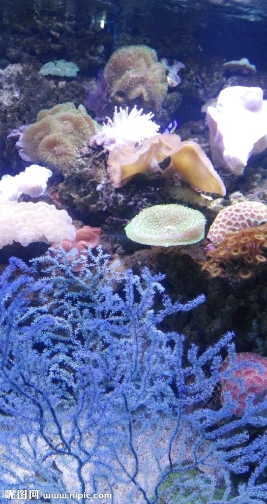 海洋海底珊瑚海底世界