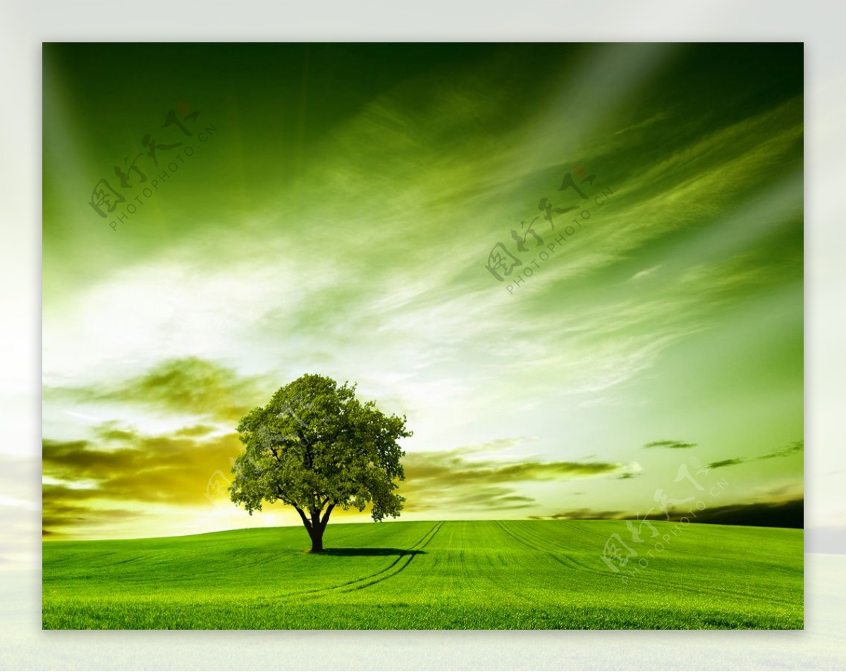 绿地树天空