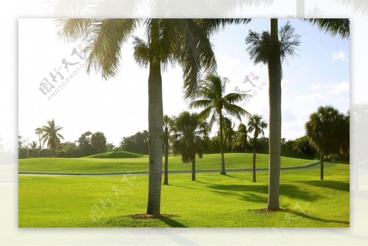 高尔夫球场上的椰树