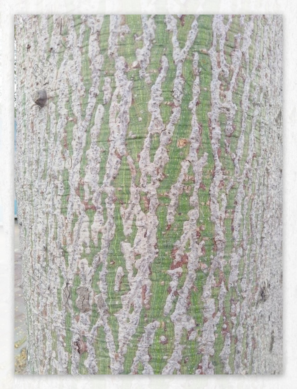 纹理树皮背景木棉树植物