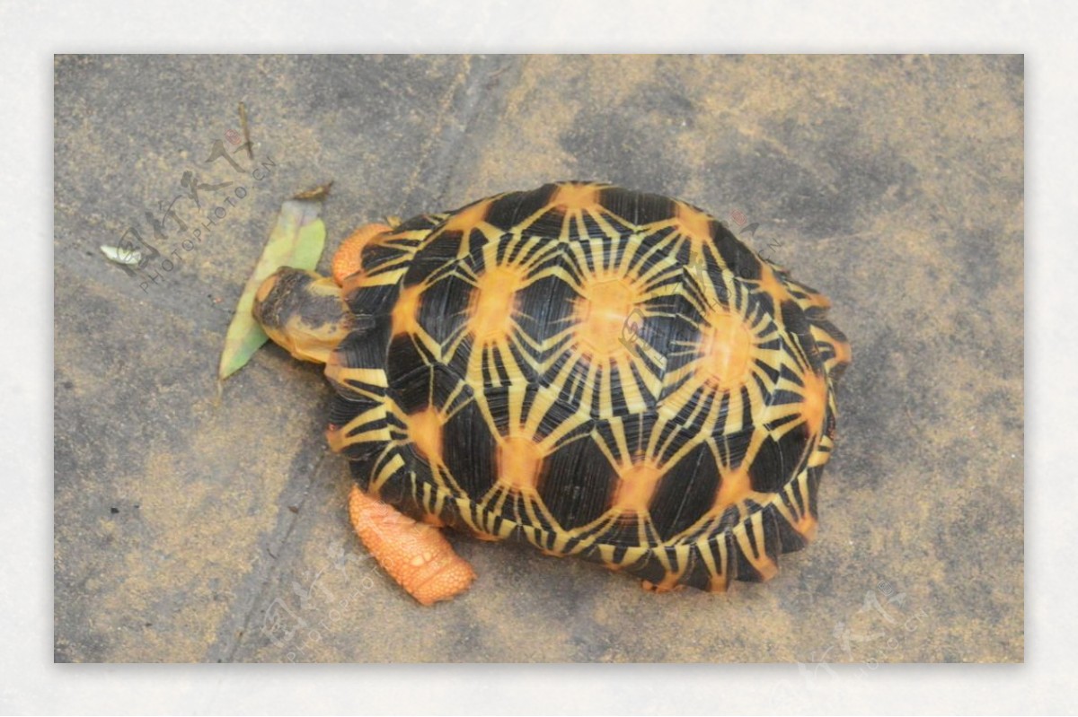 用适当的环境垫材保证缅甸陆龟趾部健康 - 知乎