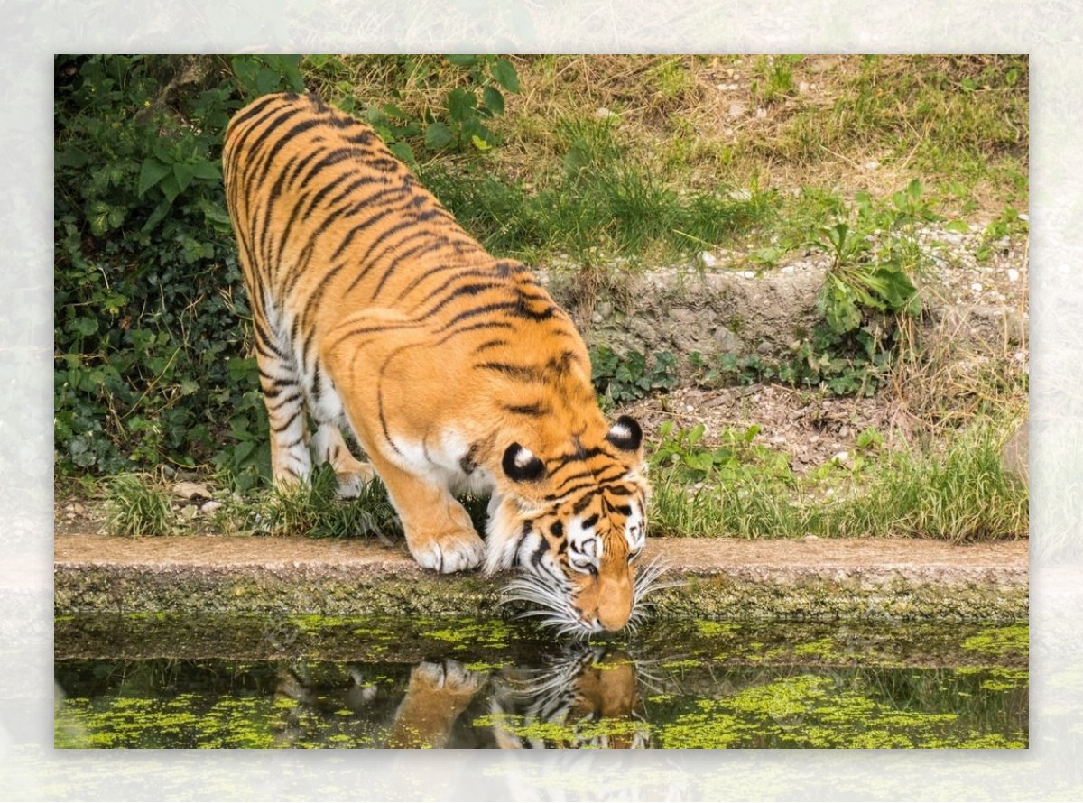 大老虎喝水