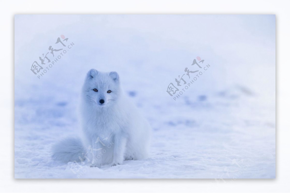 狐狸雪狐北极南极雪地