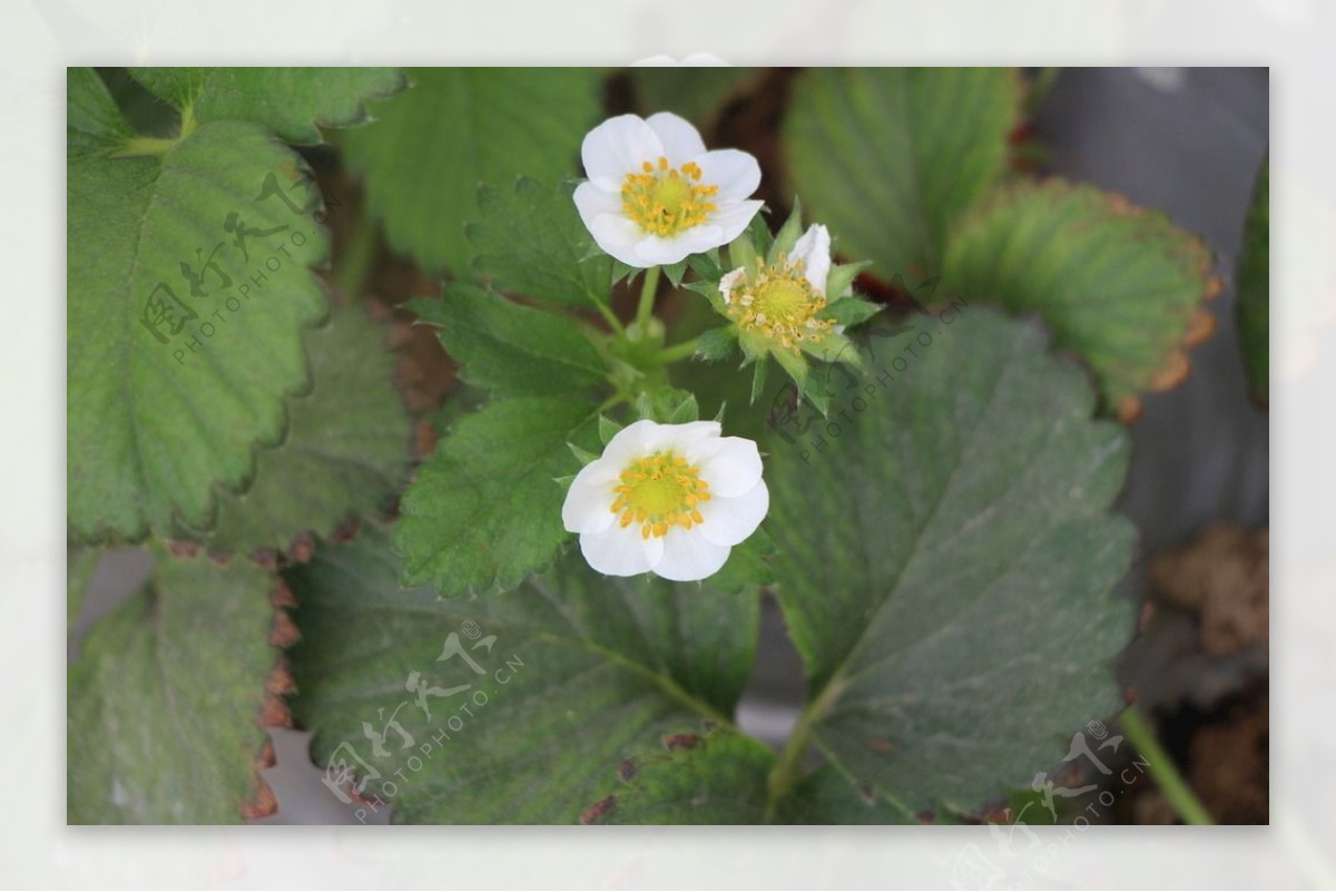 白色的草莓花