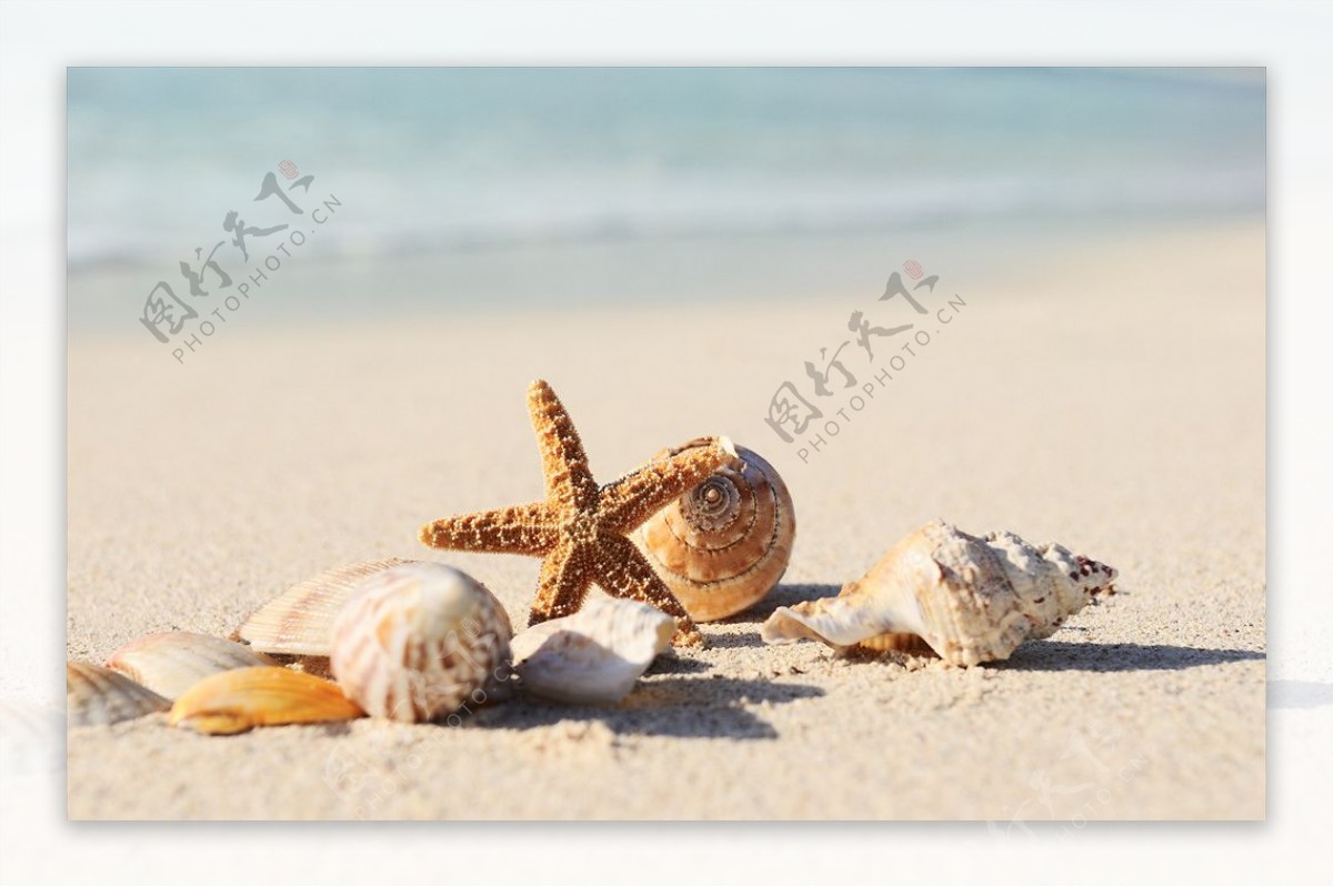 沙滩上的贝壳摄影图__海洋生物_生物世界_摄影图库_昵图网nipic.com