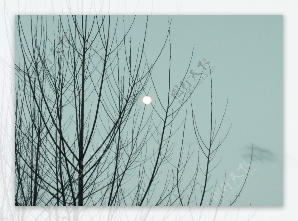 月挂树梢头