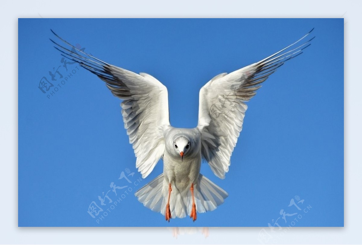 海鸥鸟海动物翅膀天堂