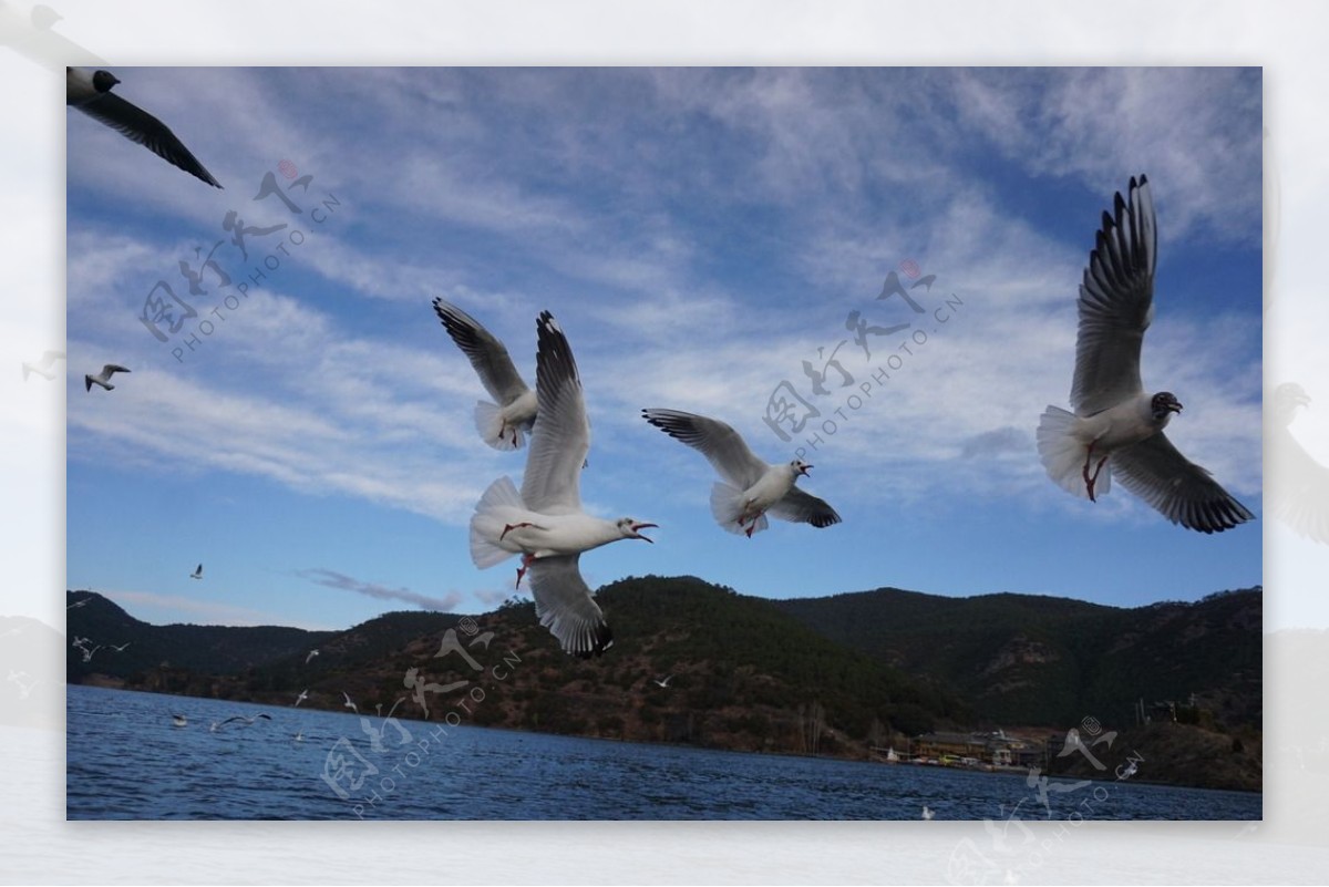 泸沽湖草海海鸥