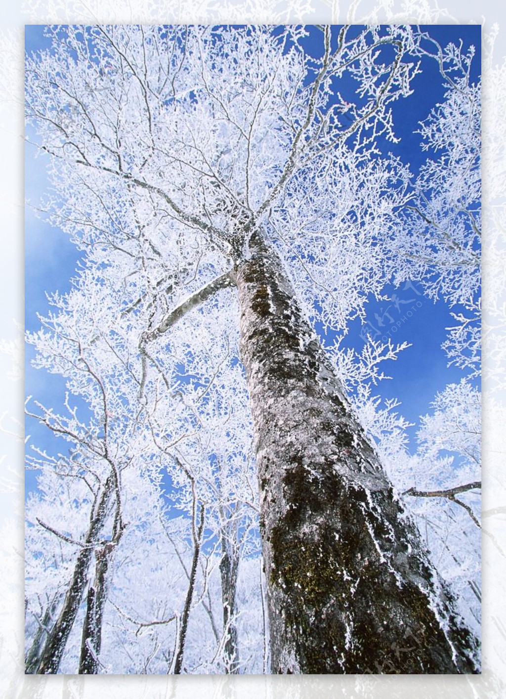 雪中的大树