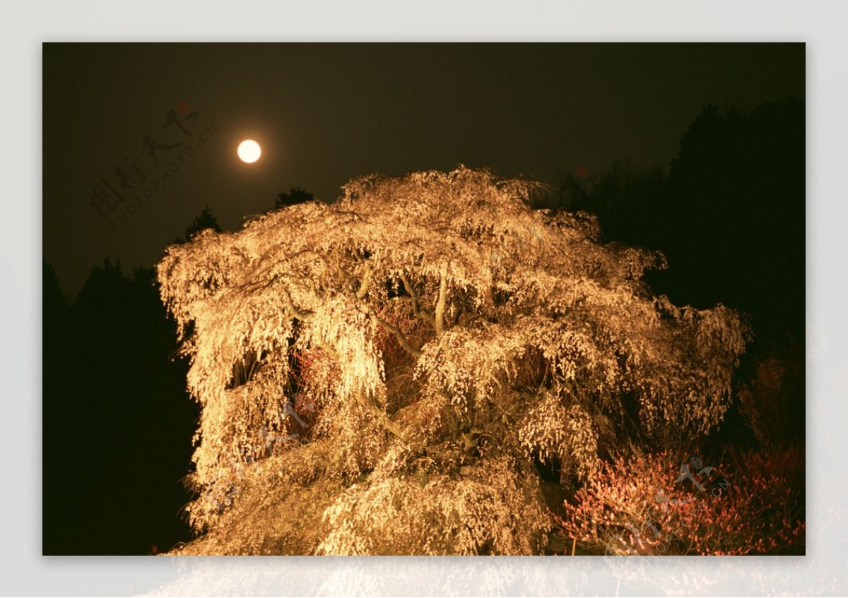 月光下的大树